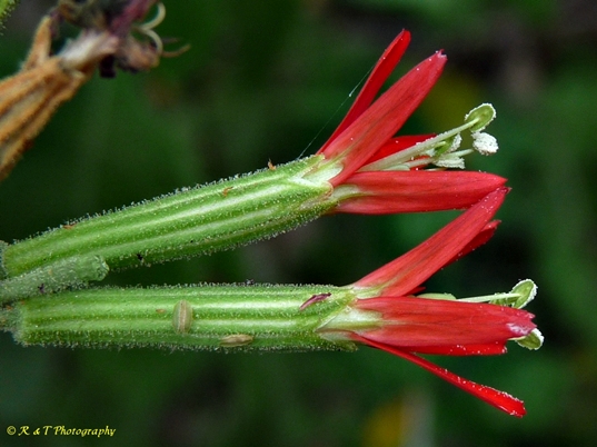 {Silene regia}